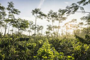 Sunlit coffee plantation, Wana Giri, Bali, Indonesia