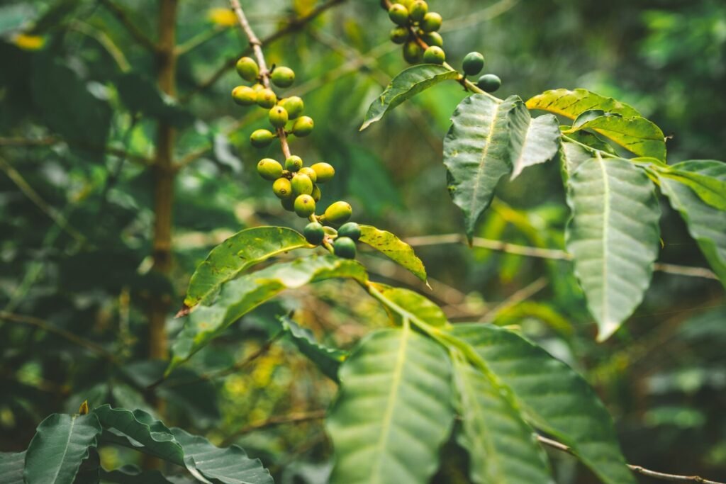Cultivated local coffe plantage. Branch with green coffee beans and foliage. Santo Antao Island